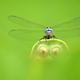Esta otra finalista, bautizada “Blue Eyes, Green Eyes”, fue tomada en China. Se trata de una libélula posada sobre una flor de loto.
Foto: Minghui Yuan